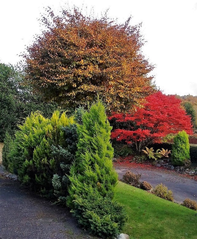 Copper_beech,_Japanese_Maple_and conifers_in_Perthahire_garden