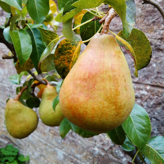 Comice_pears_growing_just_before_picking
