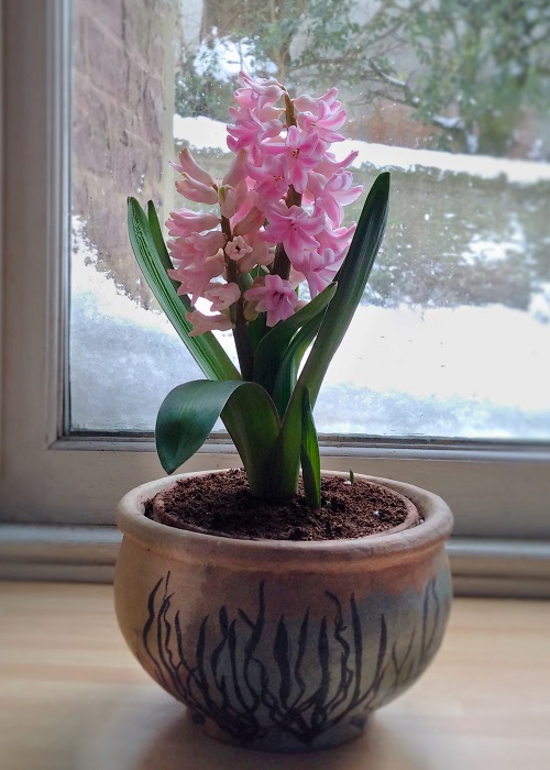 Early_March_indoor_pink_hyacinth