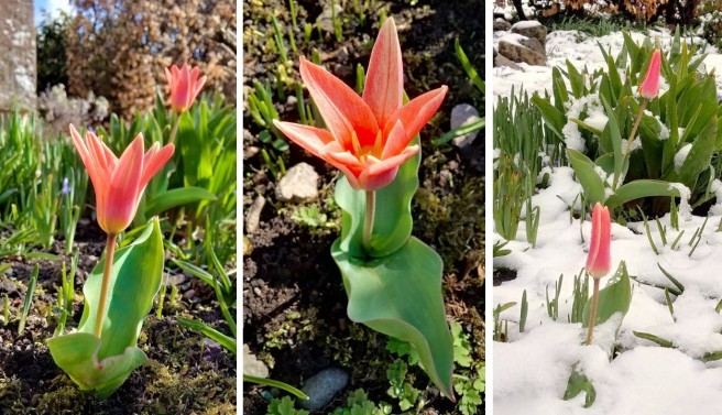 Before_and_after_Easter_early_dwarf_tulips