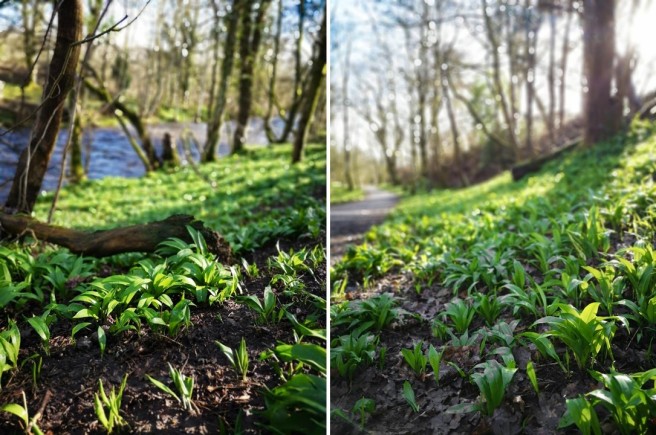 Wild_garlic_growing_on_the_riverbanks_of_central_Scotland