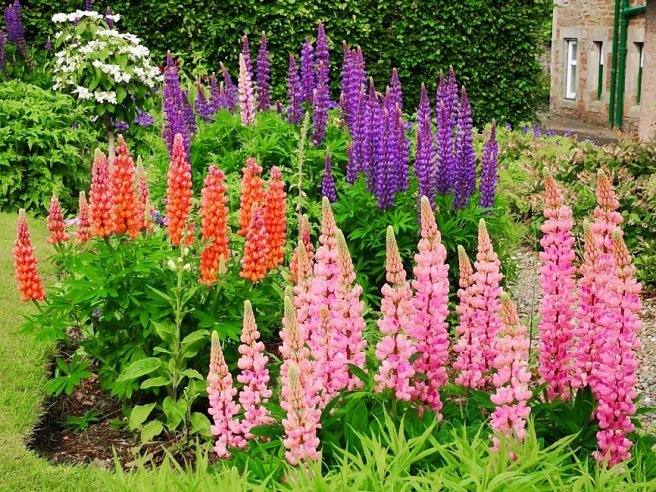 Flower_bed_full_of_different_coloured_lupins