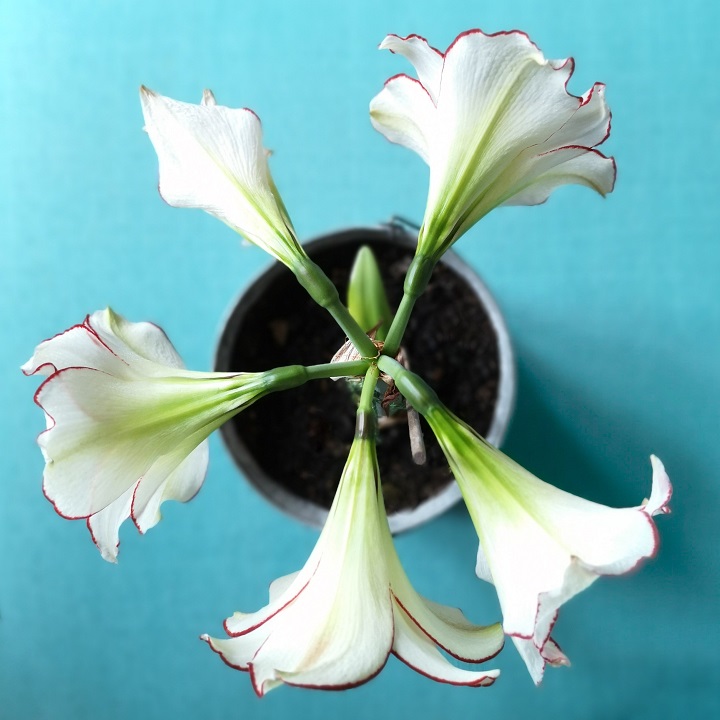 Overhead_view_of_5_Amaryllis_blooms