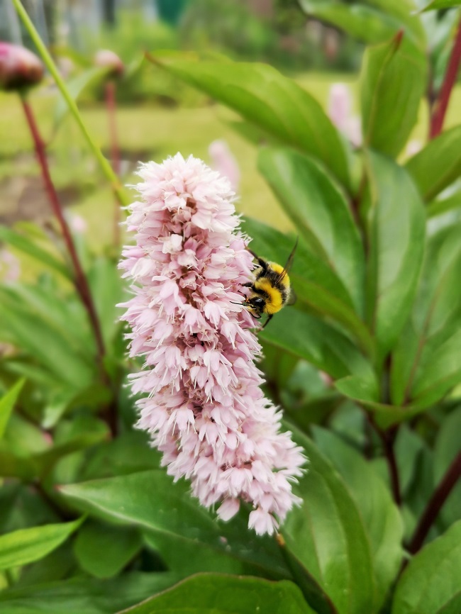 A_persicaria_flower_head_with_bee