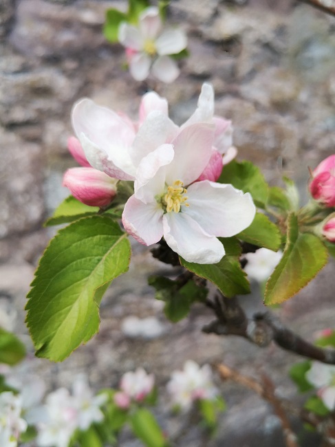 Apple_blossom_late_April_2022