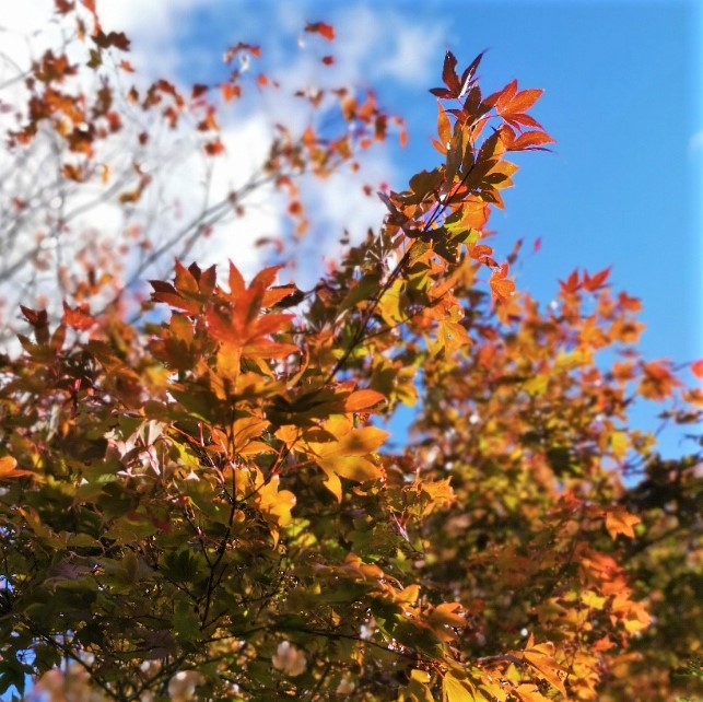 Japanese_maple_leaves_against_a_blue_sky