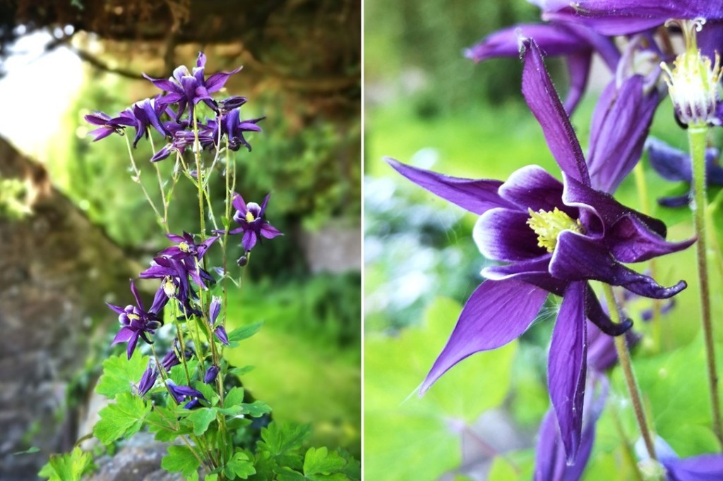 Scottish_garden_violet_Aquilegia